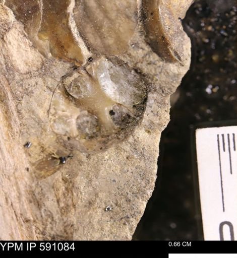 Baculites?