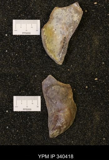 Ostrea glabra