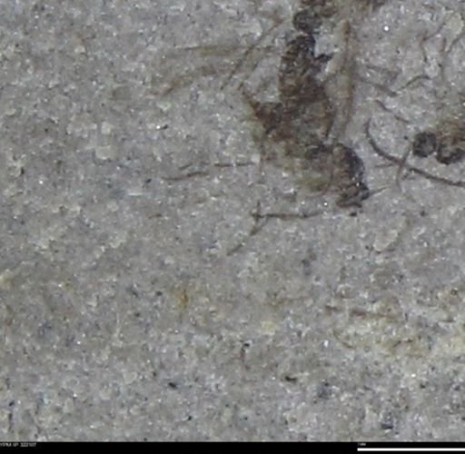 undet. Insecta