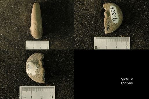 Hoploscaphites nicolletii