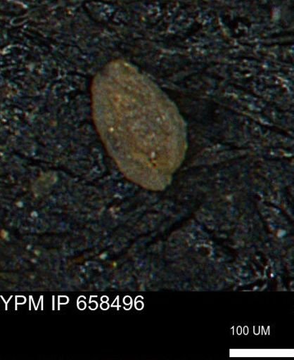Spirolocammina subcircularis