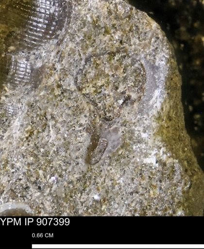 undet. Mollusca