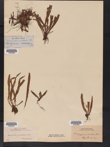 Polypodium