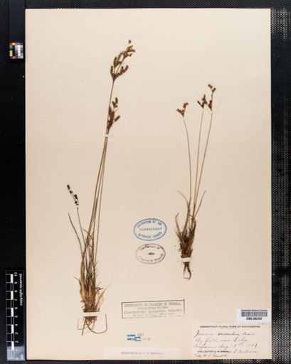Juncus secundus