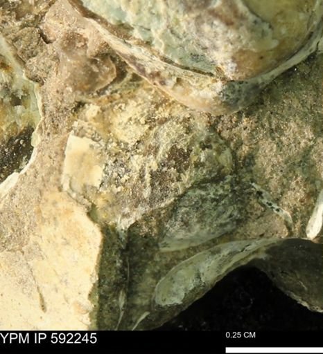 undet. Bivalvia