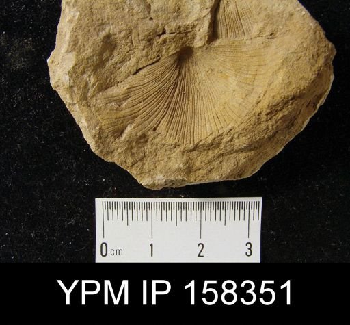 Stropheodonta patersoni precedens