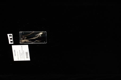 Sceloporus undulatus