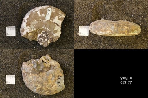 Discoscaphites conradi