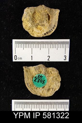 Atrypa sp.