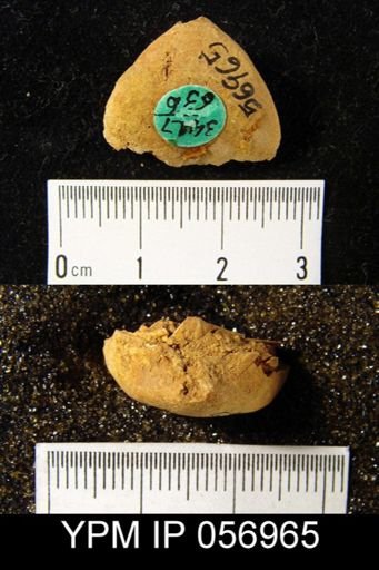 Meristella arcuata