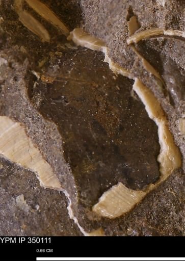 undet. Bivalvia