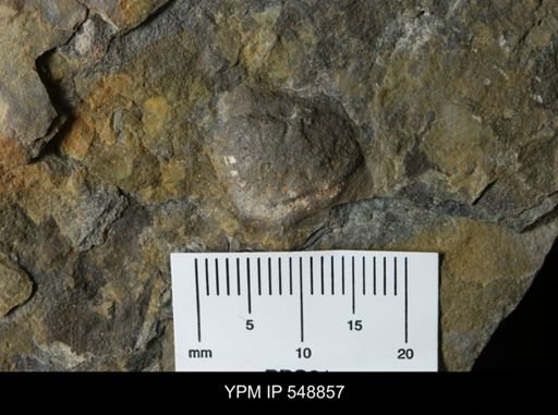 undet. Brachiopoda