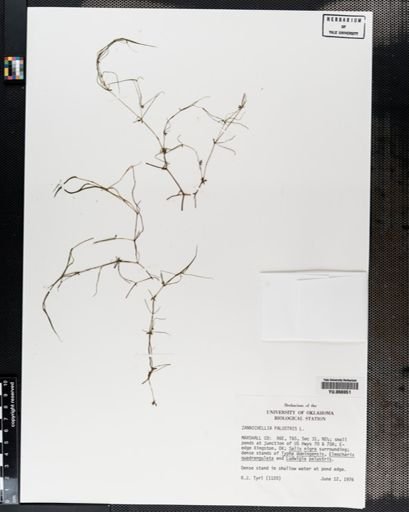 Plantae