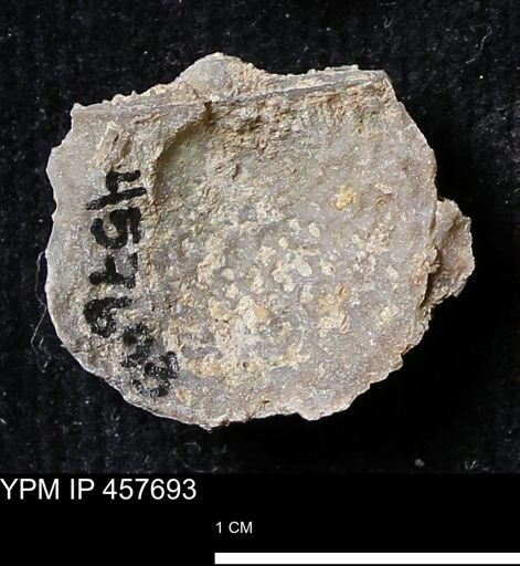 Helaspis sp.