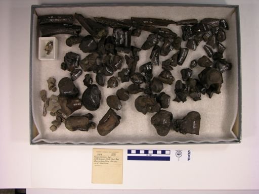 Thoracosaurus