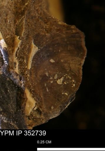 undet. Bivalvia