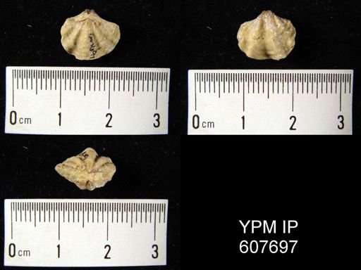 Delthyris sp.