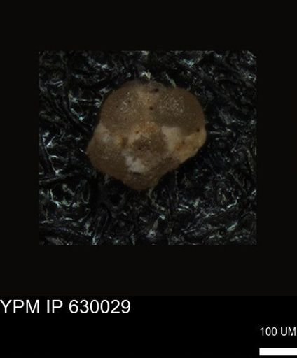 undet. Foraminiferida