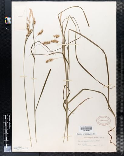 Carex sprengelii
