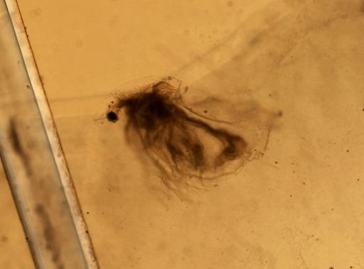 Daphnia