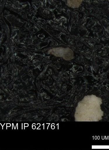 undet. Heterohelicidae