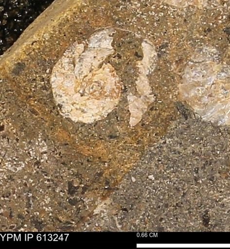 Scaphites sp.
