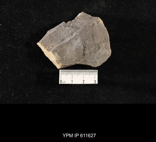 Aviculopecten sp.