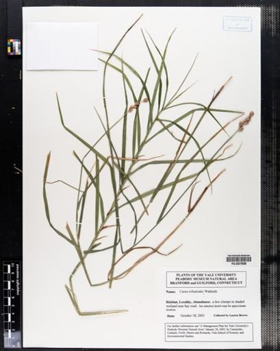 Carex tribuloides