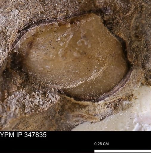 undet. Bivalvia