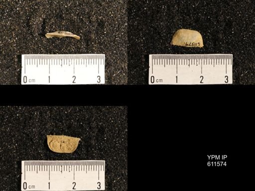 Lissochonetes geinitzianus