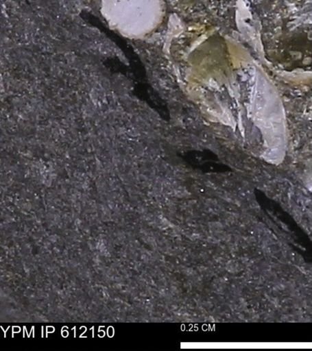 undet. Bivalvia