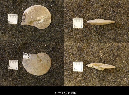 Sphenodiscus lenticularis