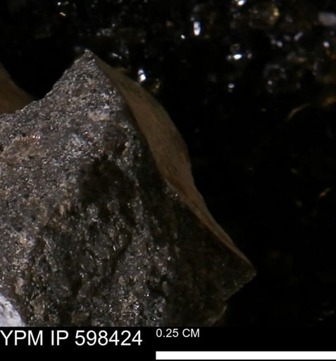 Limopsis striatopunctatus