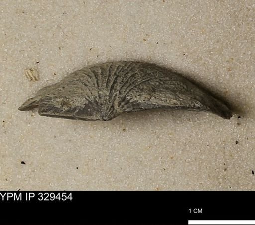 Stropheodonta demissa