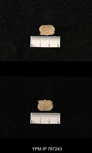 undet. Brachiopoda