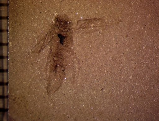 undet. Auchenorrhyncha