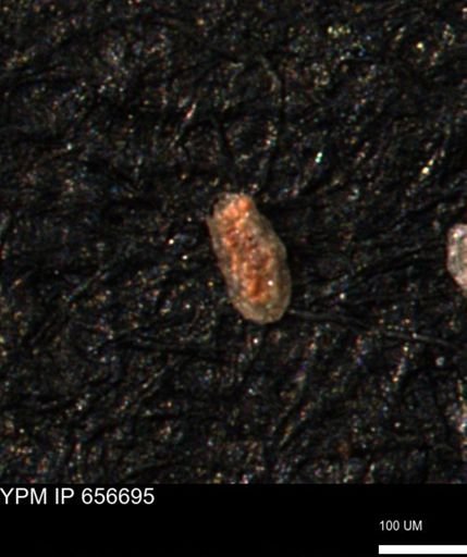 Spirolocammina planula