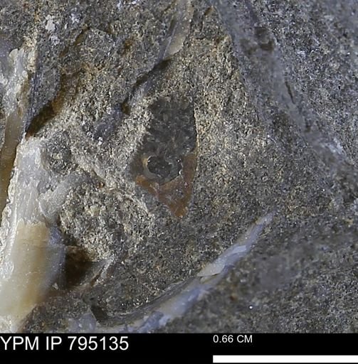 undet. Mollusca