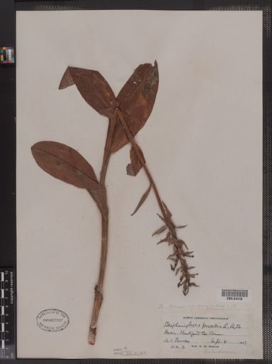 Habenaria psycodes