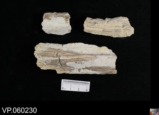 undet. Actinopterygii