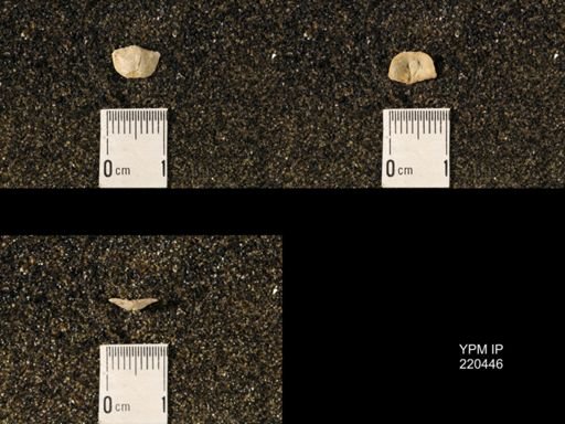 Chonetina flemingi var. plebeia