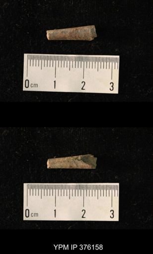 Pseudorthoceras knoxense