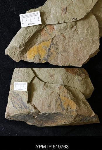 undet. Ichnofossil