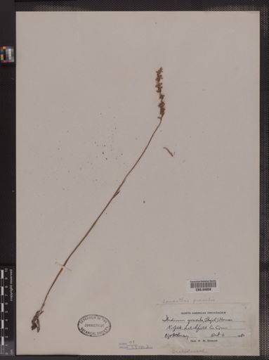 Ibidium gracile