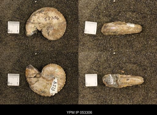 Discoscaphites conradi