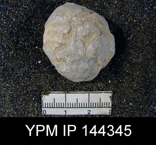 Oldhamina decipiens
