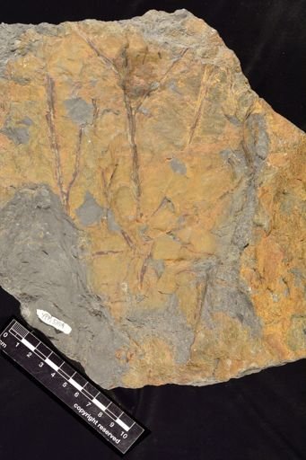 Trimerophytopsida