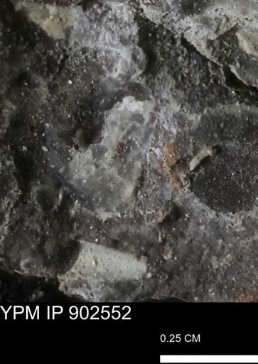 undet. Bivalvia