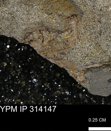 undet. Mollusca