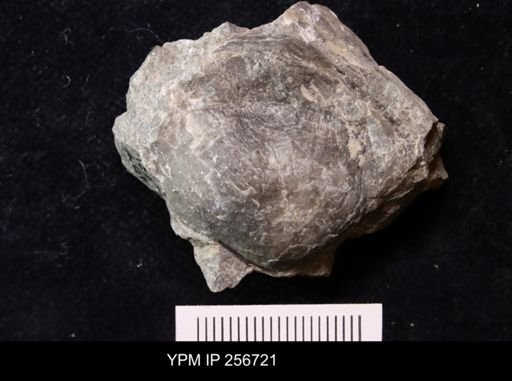 Strophomena fluctuosa